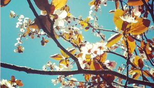 play Before The Time Of Cherries