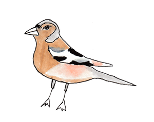 play How To Look For Finches On The Internet