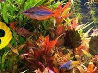 play Crowntail Betta Fish Escape