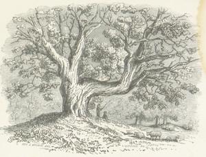 play Woodland Wanderings (Wip)