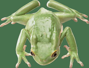 play Silly Frog Game