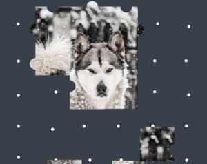 play G.Pix: Husky Jigsaw Puzzle