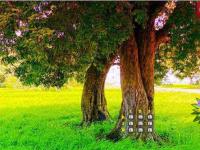 play Greeny Forest Jelly Escape