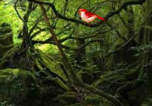 play Seeking Forest House