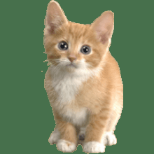 play Random Position Cat