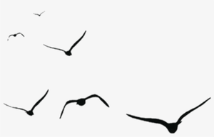 play Nekobird