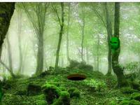 play Algae Forest Escape