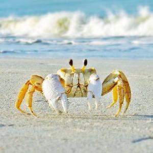 play Crab Bonk!