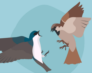 play The Swallow'S Fight