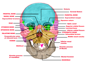 play Jessicats' Scholarly Skull