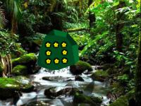 play Chameleon Rain Forest Escape