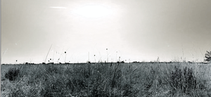 play Camargue'S Monologues