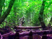 play Magical Fall Forest Escape