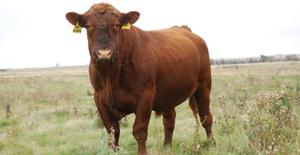 play Bulls And Cows