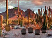 play Great Victoria Desert Escape