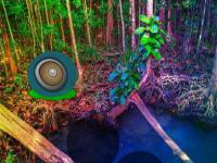 play Rising Mangrove Forest Escape