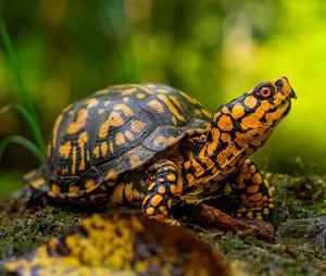 play Turtle