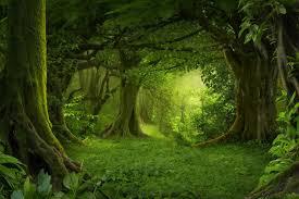 play The Dialogue Forest