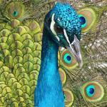 play Birds-Hidden-Images