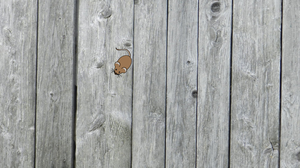 play Cat Game