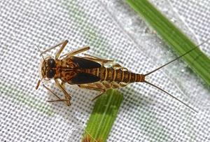 play Mayfly