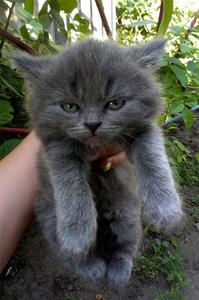 play Hell-On-Kitty