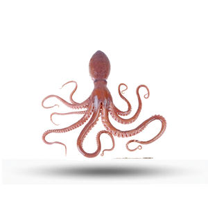 play Squid Game