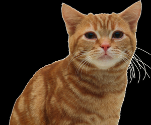 play The Meow Cat