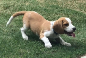 play Lolo The Beagle