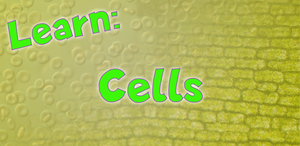 play Learn: Cells