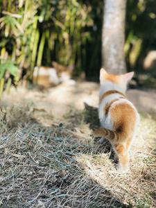 play Sunshine And Kittens