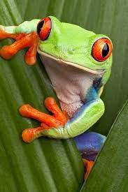 play Frog Game