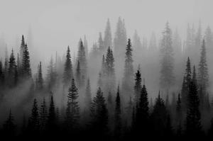 Engulfed In Fog (Lost)