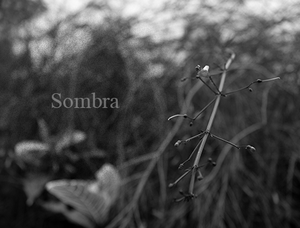 play Sombra
