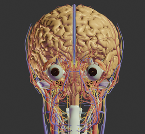 play 3D Anatomy Atlas