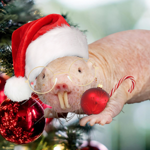 play Christmas Naked Mole Rat Soccer