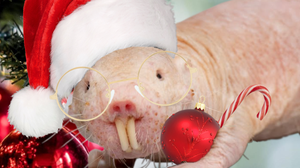 play Christmas Naked Mole Rat Soccer