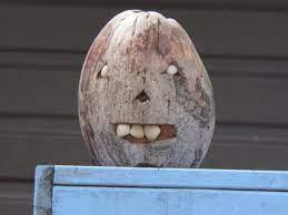play Coconut Bounce