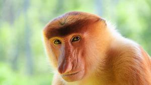 play Silent Kong