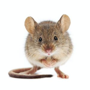 play Mouse Eater.