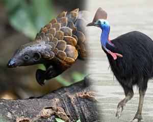 play Pangolin Cassowary (Test Level Demo)