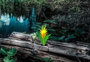 Cloudy Water Fall Forest Escape