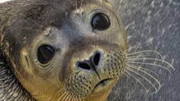 play Wipe His Tears Away (Seal Game)
