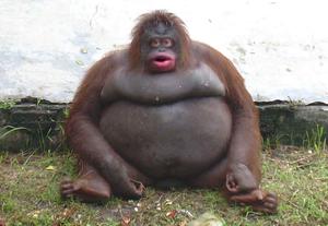 play Monke
