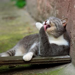 play Cat Sliding Puzzle 2022