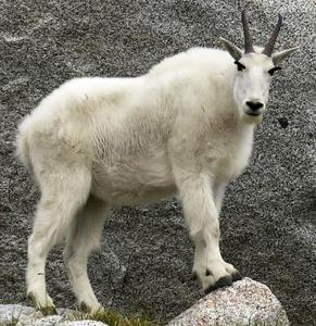 play You'Re Trapped In A Room With A Killer Goat