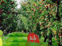 play Flourish Fruits Forest Escape