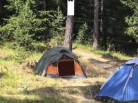 play Forest Camp