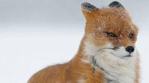 play Funny Ball Game