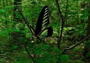 play Mystical Butterflies Escape